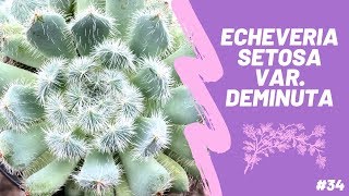 ECHEVERIA SETOSA VAR DEMINUTA  Setosa FO42 [upl. by Bohaty]