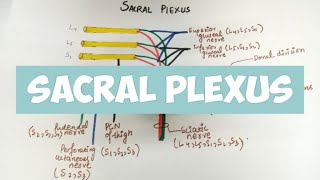 SACRAL PLEXUS Explanation 👍 🔥🔥 [upl. by Judsen564]