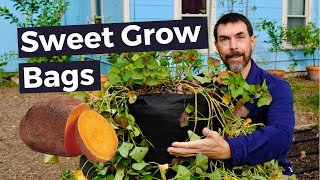 EASY PLANTING SWEET POTATO IN GROW BAGS [upl. by Xavler]