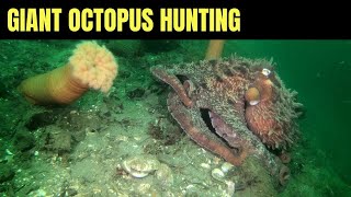 Giant Pacific Octopus Hunting By Day 3  Salish Sea Marine Wildlife [upl. by Cone]