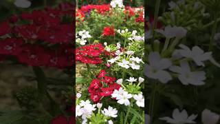 Verbena flower Winter season flower flower viral gardening [upl. by Snehpets]