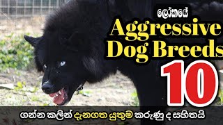 Top 10 most aggressive dog breeds in the world  Dangerous dogs angry dog PetClubSL [upl. by Allemap]