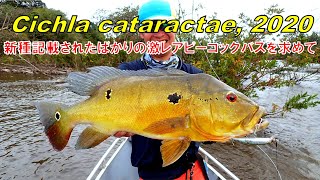 【必見】新種のピーコックバスが釣れました！記載されたばかりのレア魚を求めて（Cichla cataractae 2020） [upl. by Arednaxela415]