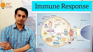 Immunosuppressant Drugs Part 1 Immune Responses and Mode of Action of Immunosuppressant drugs [upl. by Utica]