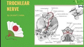 Trochlear nerve 4th cranial nerve  head and neck gross anatomy [upl. by Utas]