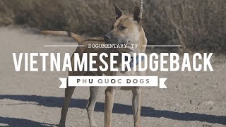 ALL ABOUT VIETNAMESE RIDGEBACK THE PHU QUOC DOG [upl. by Lali]