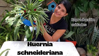 Trasplantemos la Huernia Scheneideriana mietras hablamos de sus cuidados [upl. by Aldas]