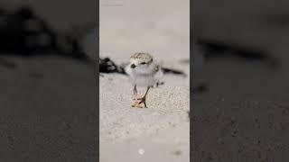 Adorable Baby Piping Plover Exploring the World shorts [upl. by Miyasawa]