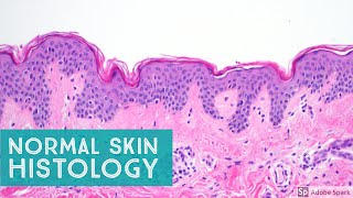 Normal Skin Histology  Explained by a Dermatopathologist [upl. by Tenaj680]