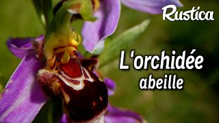 Une pelouse sans entretien  Ophrys abeille une orchidée sauvage [upl. by Mairim]