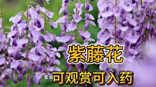 可入藥的紫藤花 Wisteria flowers that can be used as medicine [upl. by Conard902]