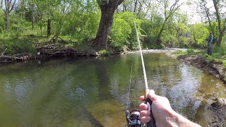 Small Creek TROUT Fishing Rainbow amp Brown [upl. by Eri]