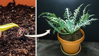 Artichoke Growing Time Lapse  Seed to Plant 188 Days [upl. by Columbus]