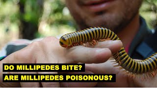 Do Millipedes Sting or Bite Humans [upl. by Ahsinuq]