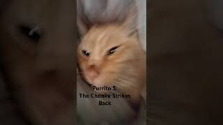 Purrito 5 The Chonka Strikes Back [upl. by Arlyne]