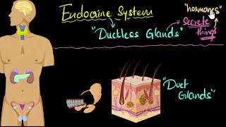 Endocrine System  Summary [upl. by Simmons]