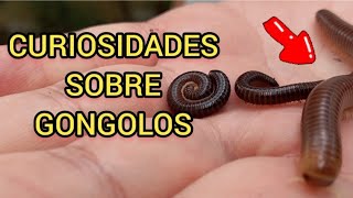 CURIOSIDADES SOBRE O GONGOLO PIOLHO DE COBRA EMBUÃ OU MARIA CAFÃ‰  REPRODUÃ‡ÃƒO E ALIMENTAÃ‡ÃƒO [upl. by Schulman]