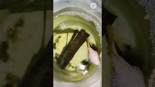 இந்த நோய் வந்தால் காப்பாற்ற முடியாதுவராமல் தடுப்பது எப்படி betta fish disease tamil [upl. by Ahsyekat267]