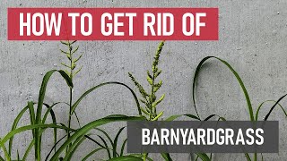 How to Get Rid of Barnyardgrass Weed Management [upl. by Marillin39]