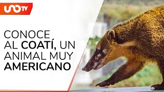 ¿Qué es el coatí una especie amenazada “muy mexicana” [upl. by Fransis]