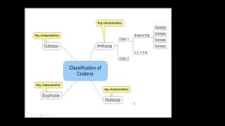 Classification of Cnidaria [upl. by Firooc]