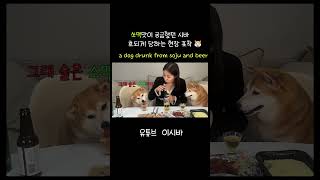 사람이나 개나 빨리 취하는데는 소맥 만한게 없지 ㅋㅋㅋft시바견 [upl. by Ominoreg515]