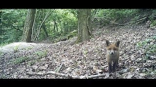 Renards  pris au quotpiège VIDEOquot   Bushnell TrophyCam [upl. by Tehc]