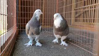 West Of England Tumbler Pigeons  Bradford  West Yorkshire  UK [upl. by Anoy]