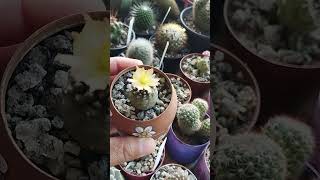 Copiapoa cacto chileno [upl. by Wera660]