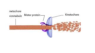 Chromosome structural organization Mechanisms for chromosome movement Animation [upl. by Sadnak824]