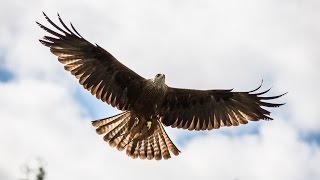 Where to see red kites in the UK  Wild Britain [upl. by Pulling]