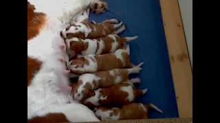 Welsh Springer Spaniel puppies  battle for a place at the milk bar [upl. by Amaryllis456]