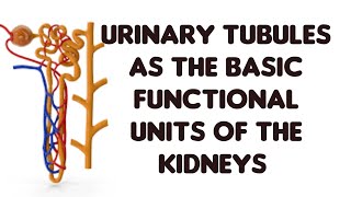 How the urinary tubules function as Excretory units [upl. by Ase]