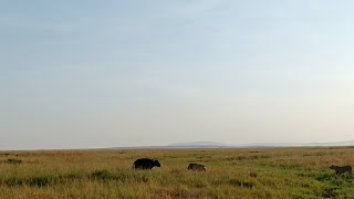 Lone buffalo vs the Marsh pride [upl. by Webb]