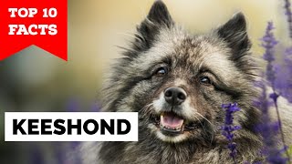 Keeshond  Top 10 Facts [upl. by Nylla24]