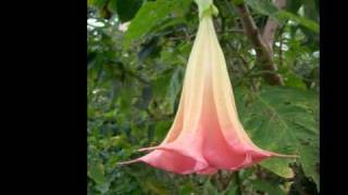 Brugmansia [upl. by Haeckel]