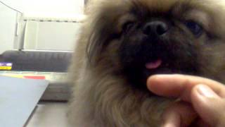 PEKINGESE GETS ANGRY [upl. by Verdha]