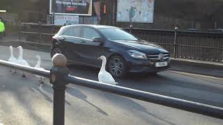 Sowerby Bridge Geese crossing the road over the bridge [upl. by Damick]