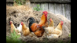 Chicken And facts about chickens [upl. by Portugal]