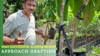 Most SUCCESSFUL Grafting Method APPROACH GRAFTING best method on RAINY SEASON [upl. by Rossie570]