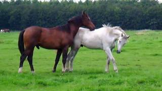 Horses in the field Stabilized [upl. by Oremor]