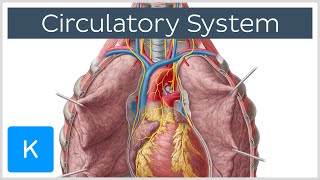 Circulatory system  Function Definition  Human Anatomy  Kenhub [upl. by Arria539]