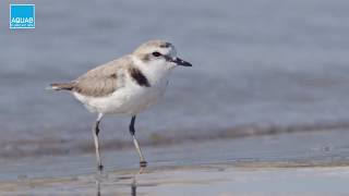 Clip Natura  El chorlitejo patinegro Charadrius alexandrinus [upl. by Ada45]