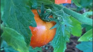 Very first ripe tomato of the season and first EVER okra🤗❤️🤗 [upl. by Doralyn98]