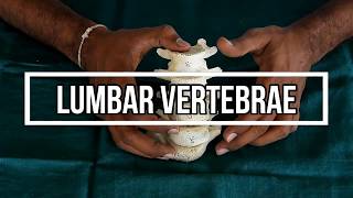 Lumbar Vertebrae [upl. by Sirrom]