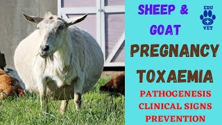 Pregnancy Toxaemia in Sheeps amp Goats [upl. by Akiria358]