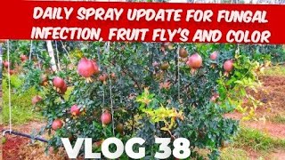 Daily spray update for color fungal and fruit flys [upl. by Bard]