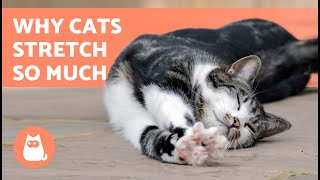 Why CATS STRETCH When They GREET YOU 🐈 7 Reasons [upl. by Uv]