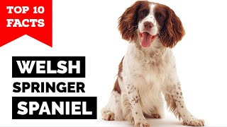 Welsh Springer Spaniel  Top 10 Facts [upl. by Naples843]