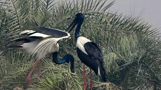 Black Necked Stork  Nesting [upl. by Asyen]